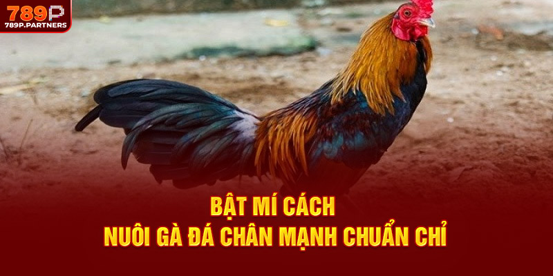 Bật mí cách nuôi gà đá chân mạnh chuẩn chỉ