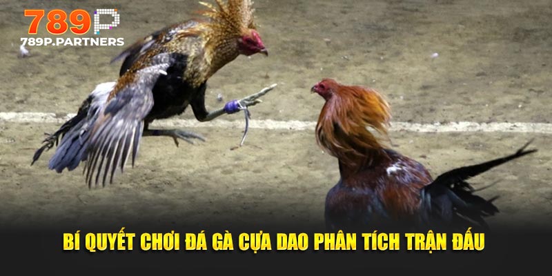 Bí quyết chơi đá gà cựa dao phân tích trận đấu