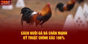 Cách Nuôi Gà Đá Chân Mạnh – Kỹ Thuật Chính Xác 100%