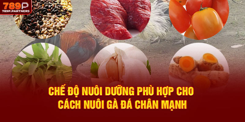 Chế độ nuôi dưỡng phù hợp cho cách nuôi gà đá chân mạnh