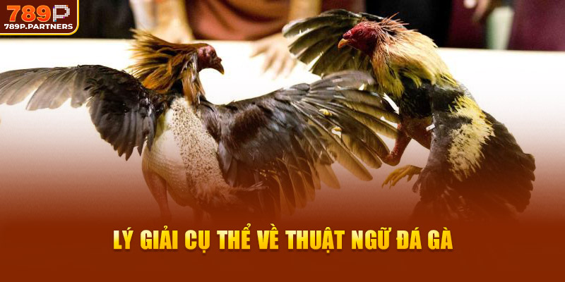 Lý giải cụ thể về thuật ngữ đá gà