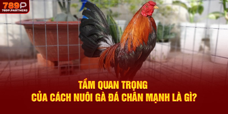Vì sao việc nuôi gà đá chân mạnh lại quan trọng?