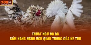 Thuật Ngữ Đá Gà – Cẩm Nang Ngôn Ngữ Quan Trọng