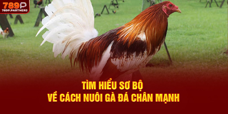 Tìm hiểu sơ bộ về cách nuôi gà đá chân mạnh